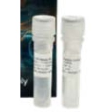 Next-Gen Gibson Assembly Kit, 10 Reactions